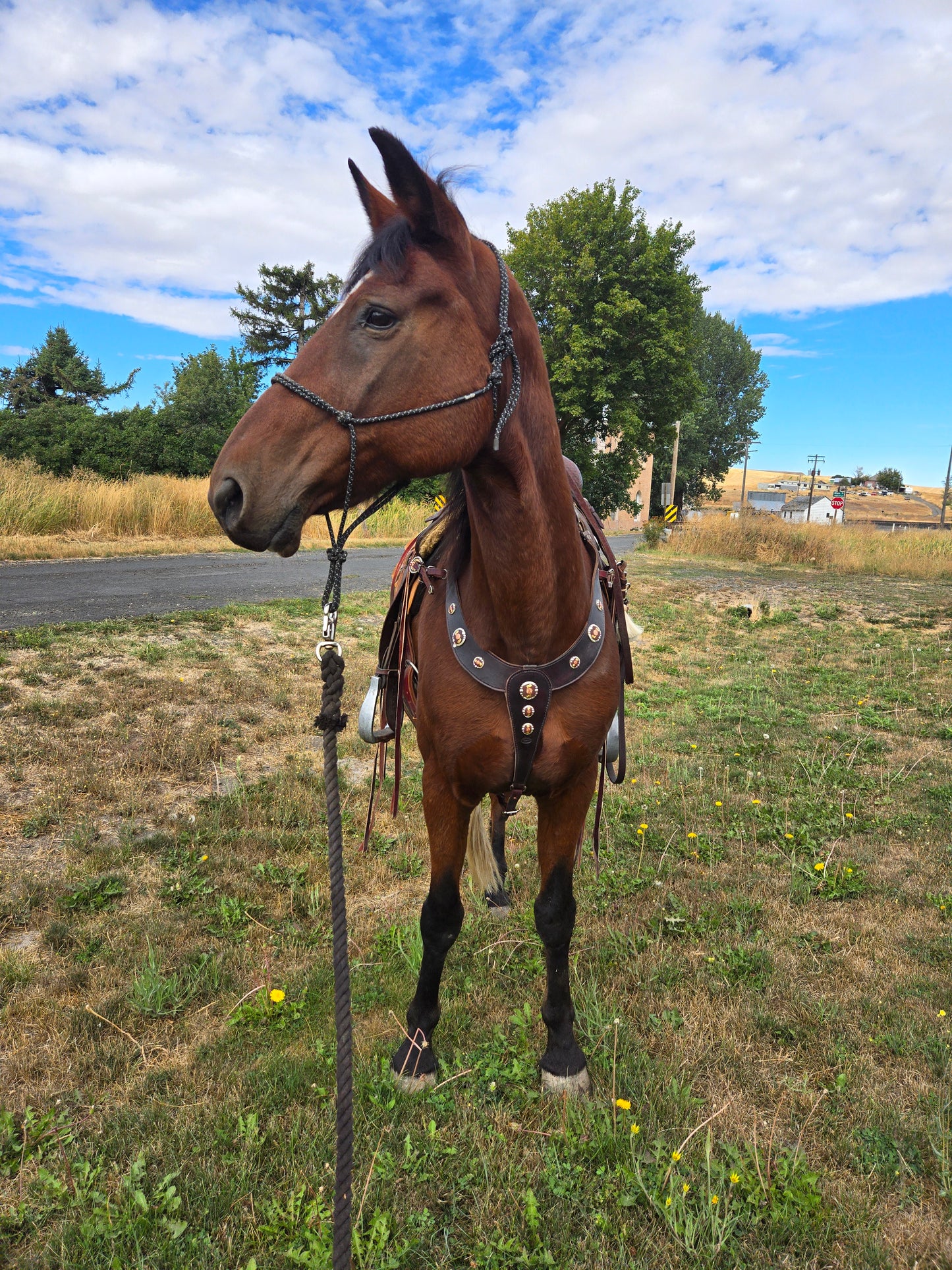 Chocolate Martingale