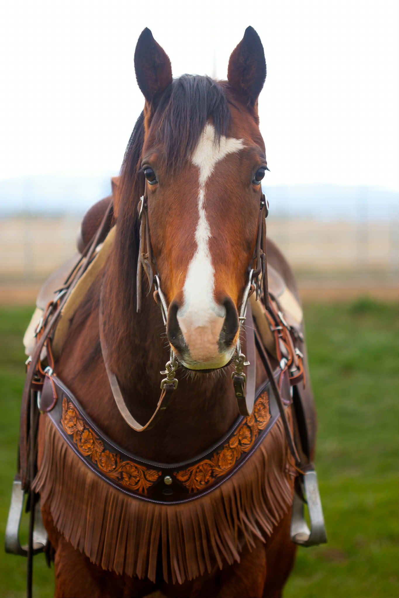 Breastcollars