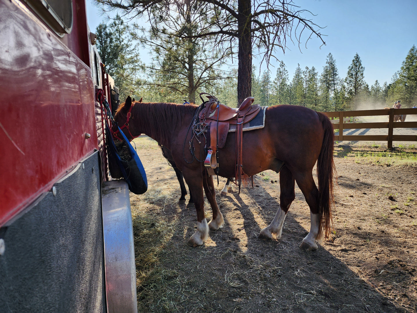 15.5" Wade Saddle