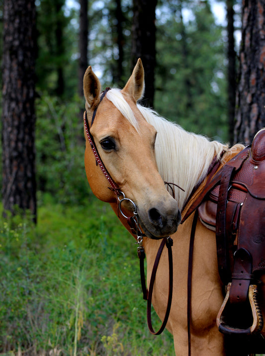 Roughout 1 Ear Headstall