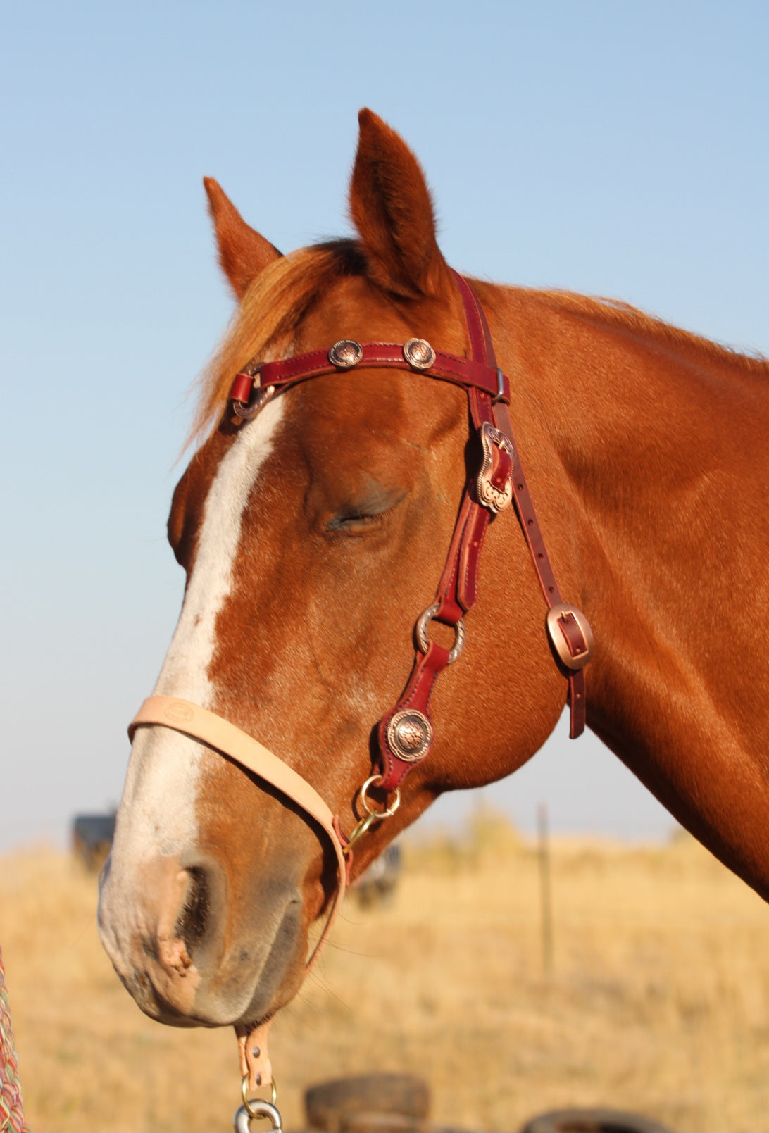 Copper Ring Headstall