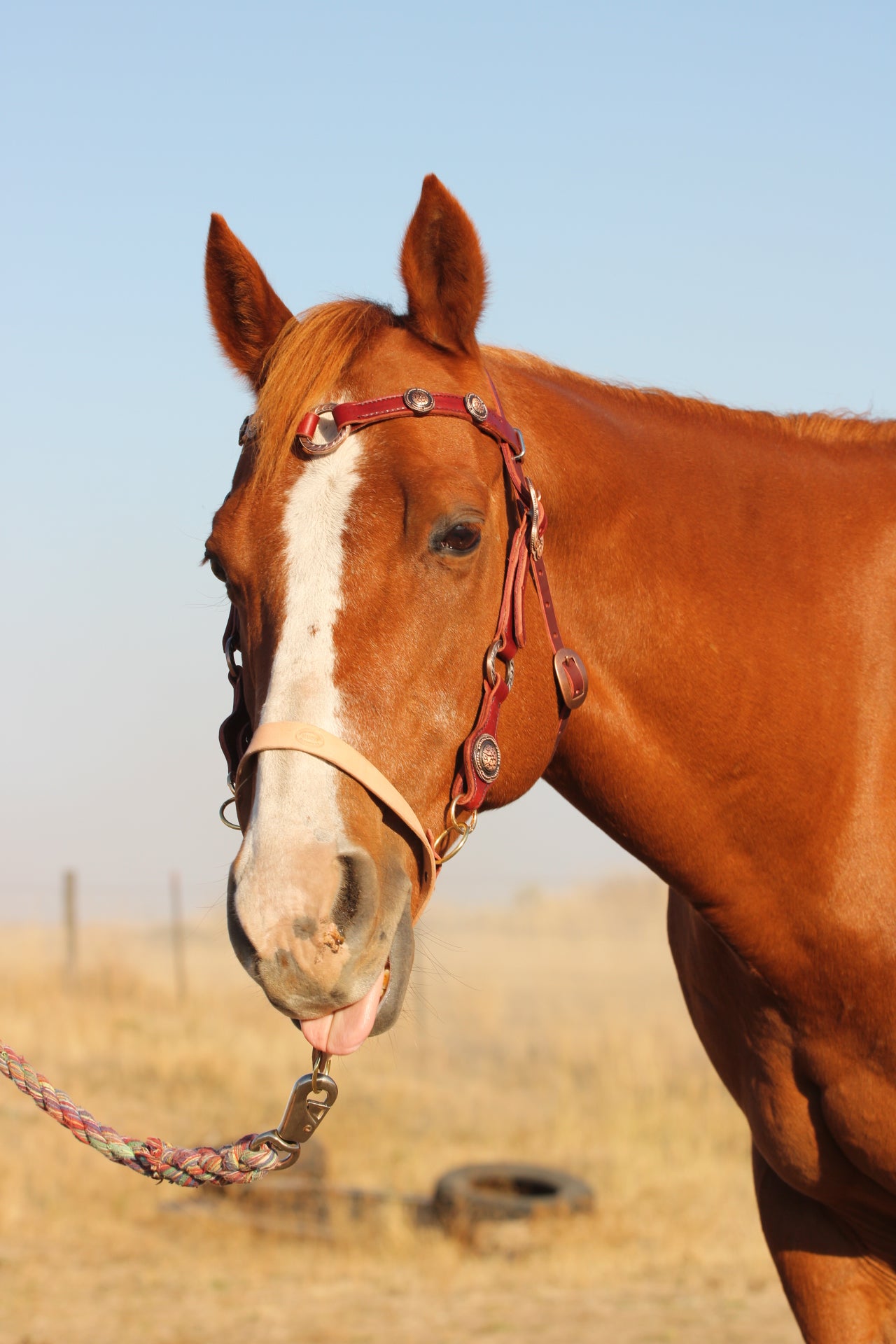 Copper Ring Headstall