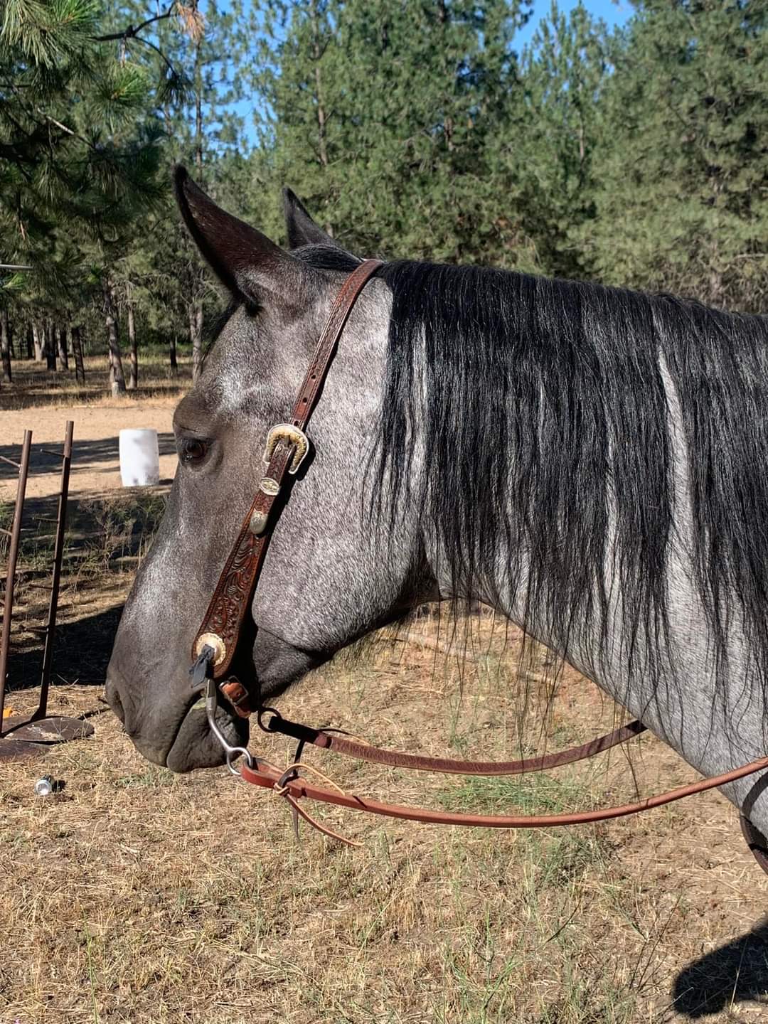 Dark Oak Tooled Headstall