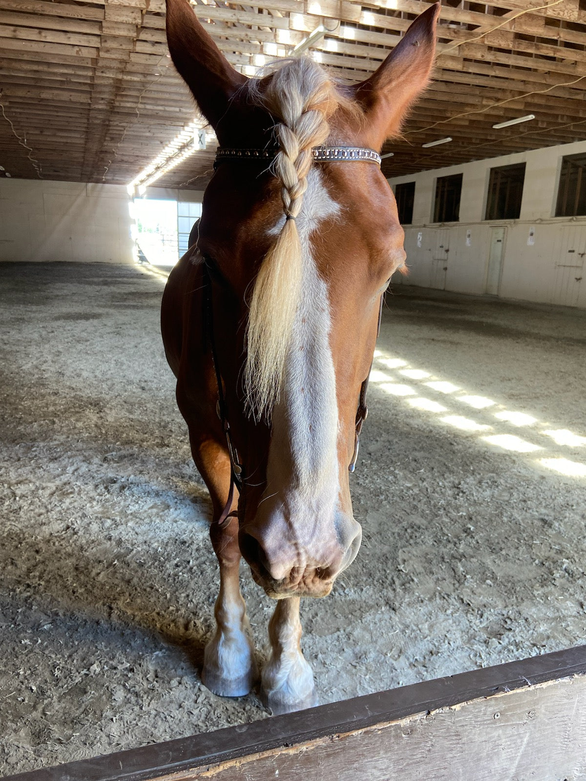 Spotted Draft Headstall