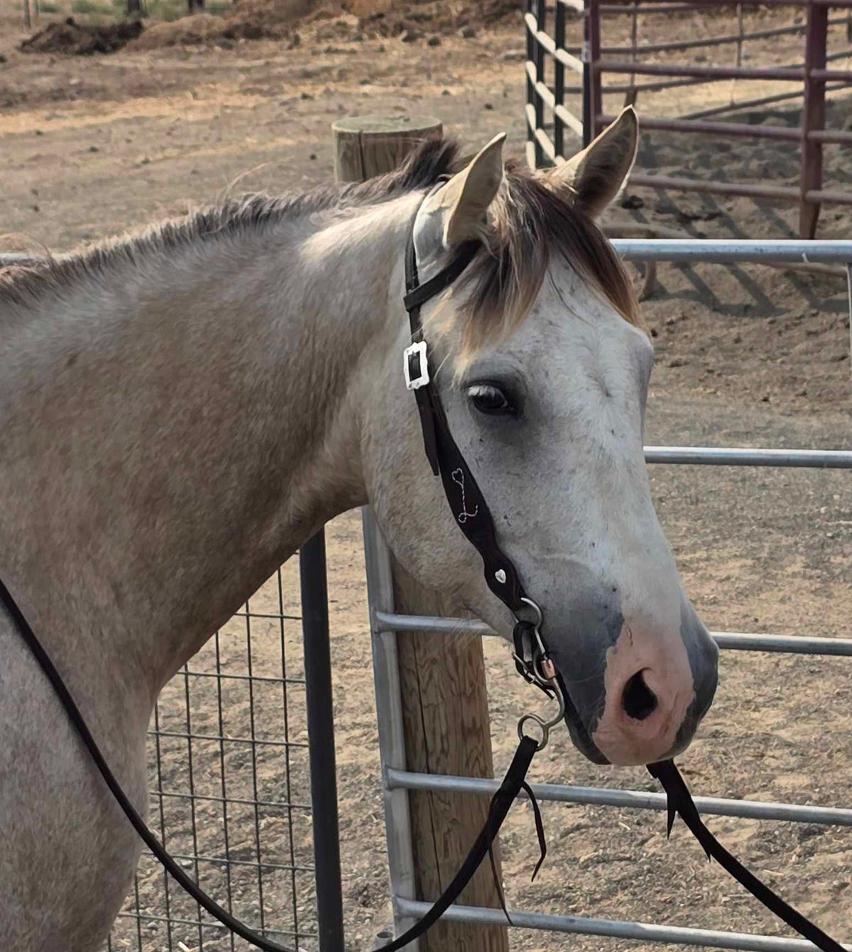 Branded One-Ear Headstall