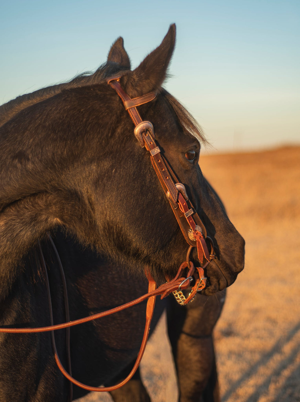1 Ear Buckle Headstall