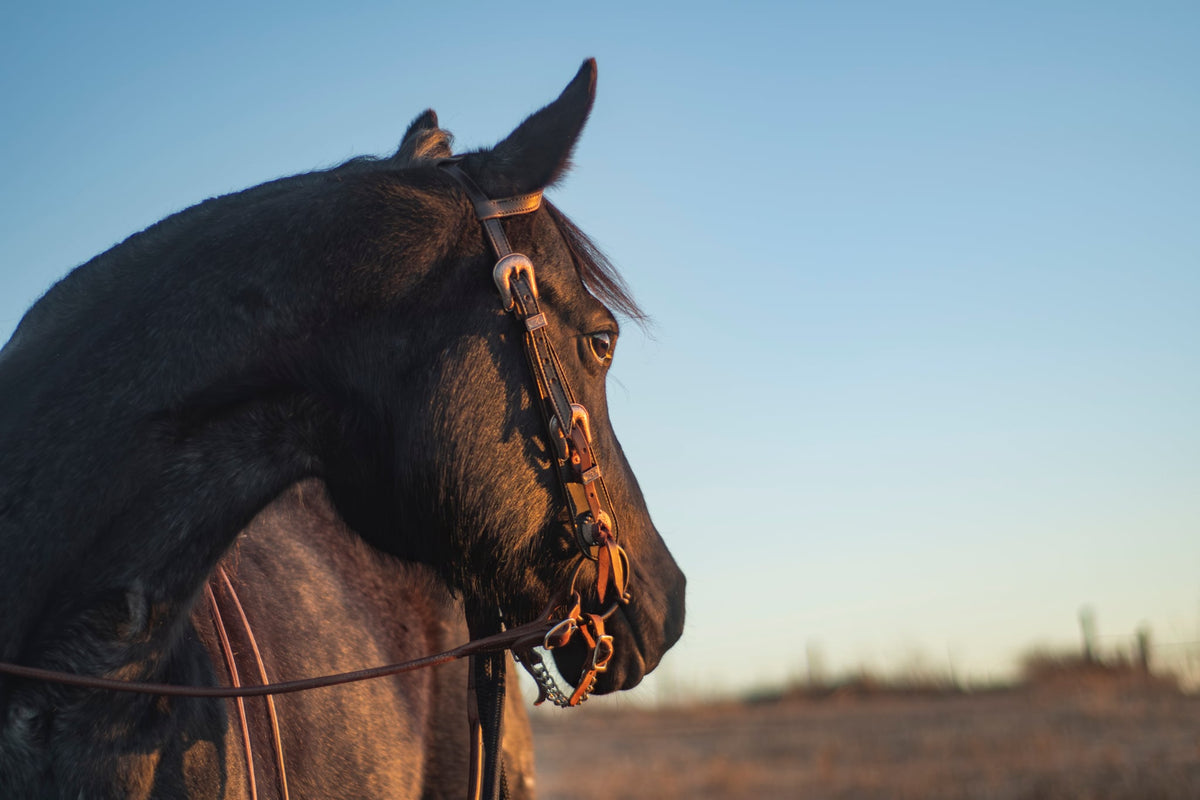 1 Ear Buckle Headstall