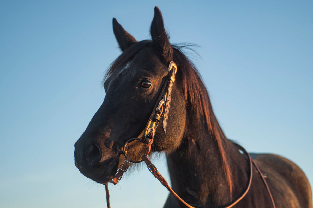 1 Ear Buckle Headstall