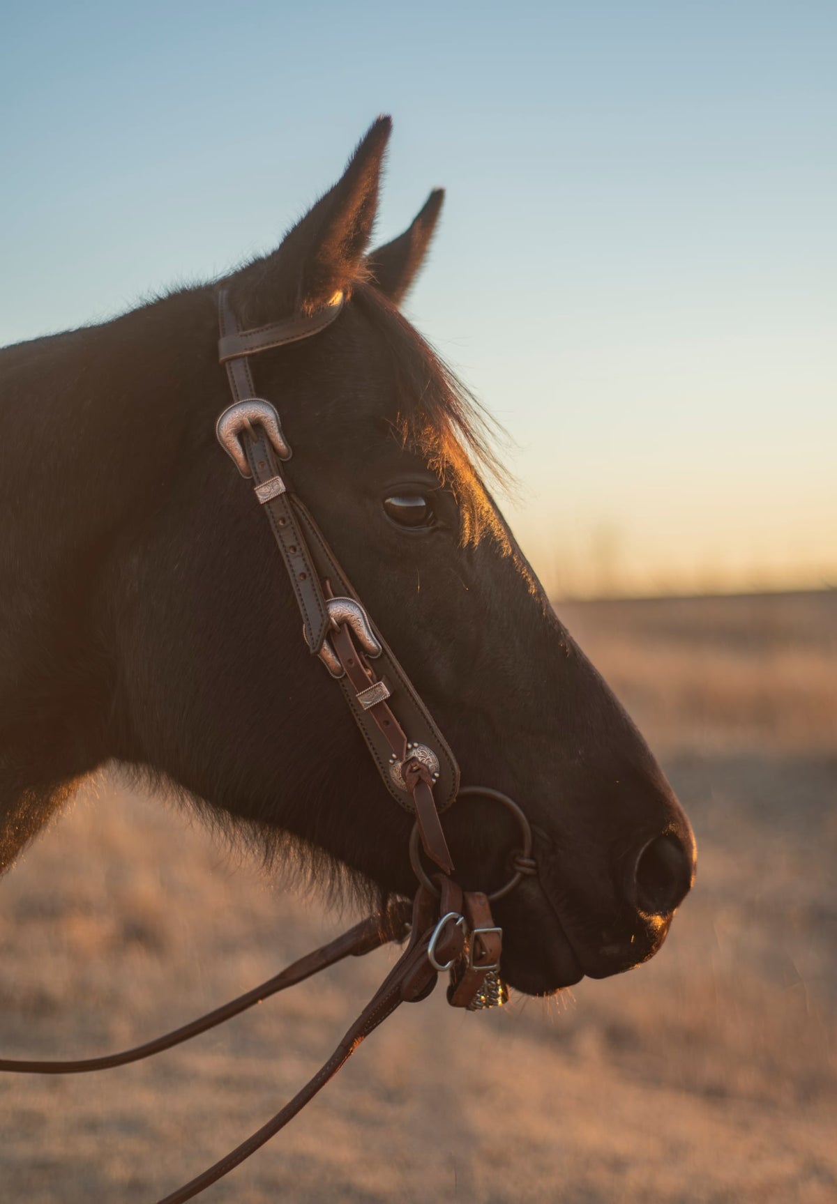 1 Ear Buckle Headstall