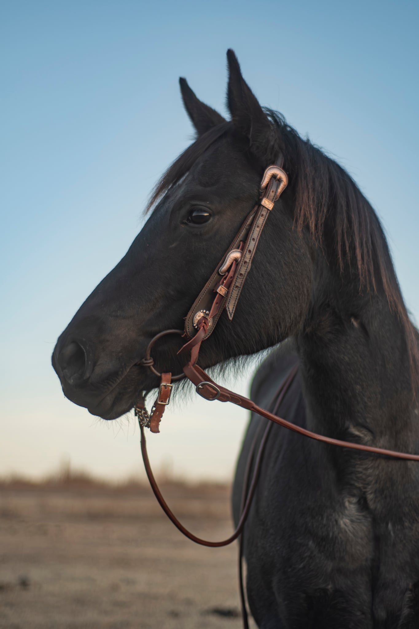 1 Ear Buckle Headstall